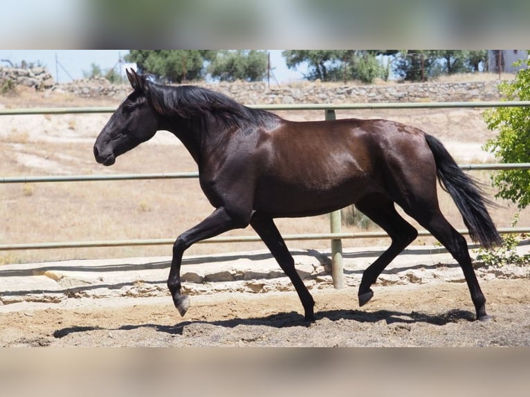 PRE Croisé Jument 5 Ans 164 cm Noir in NAVAS DEL MADRONO