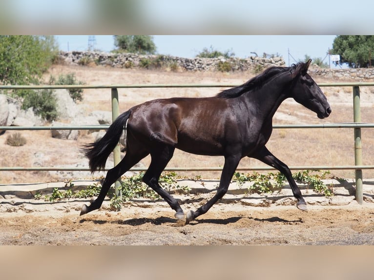 PRE Croisé Jument 5 Ans 164 cm Noir in NAVAS DEL MADRONO