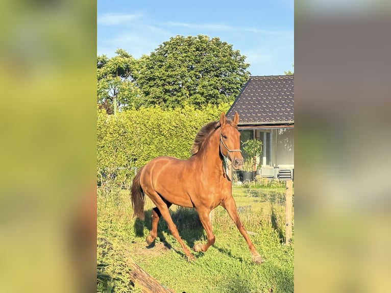 PRE Jument 5 Ans 165 cm Alezan in Haren