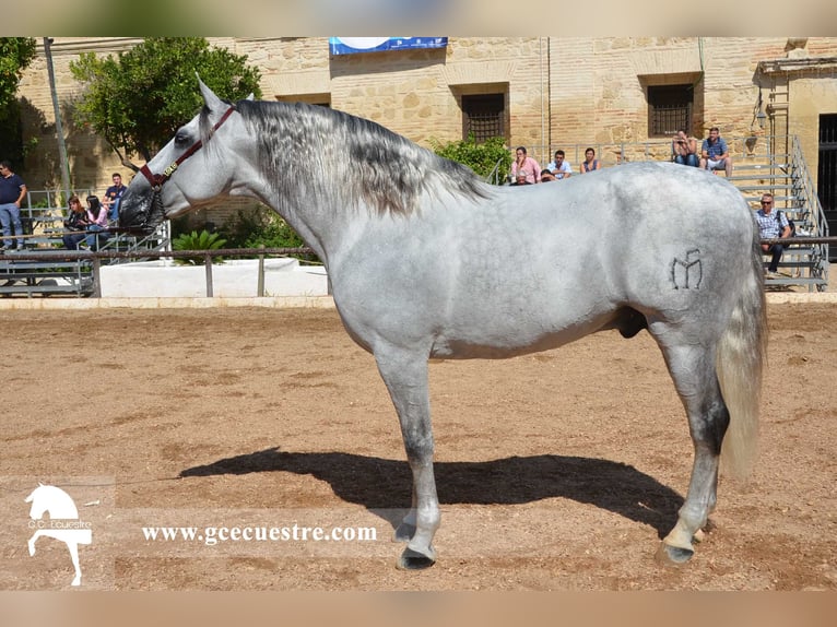 PRE Jument 5 Ans 165 cm Bai in Badajoz