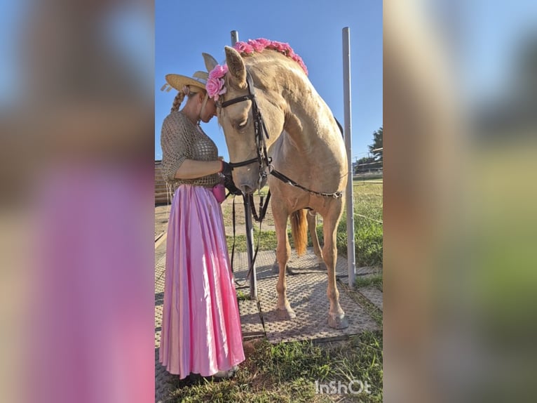 PRE Jument 5 Ans 165 cm Champagne in Tábor