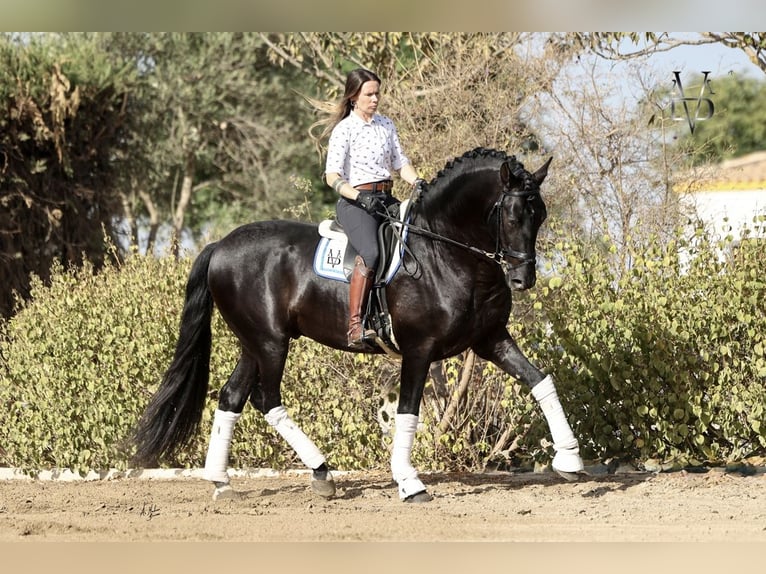 PRE Jument 5 Ans 165 cm Cremello in LA VESPIÈRE