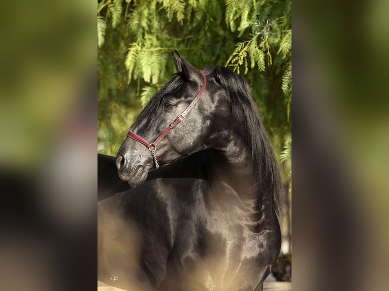 PRE Jument 5 Ans 165 cm Cremello in LA VESPIÈRE