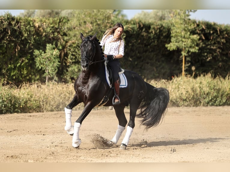 PRE Jument 5 Ans 165 cm Cremello in LA VESPIÈRE
