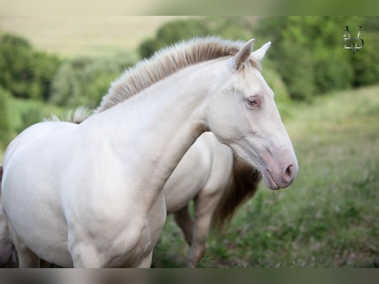 PRE Croisé Jument 5 Ans 165 cm Cremello in LA VESPIÈRE