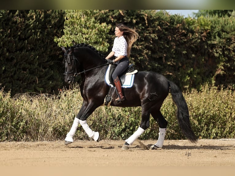 PRE Jument 5 Ans 165 cm Cremello in LA VESPIÈRE