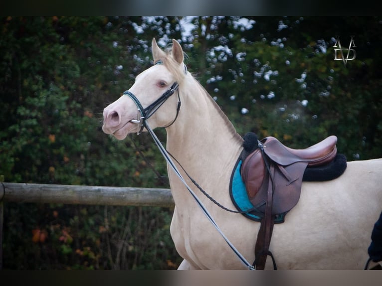 PRE Jument 5 Ans 165 cm Cremello in LA VESPIÈRE