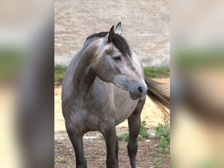 PRE Jument 5 Ans 165 cm Gris in Bautzen