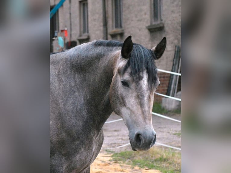 PRE Jument 5 Ans 165 cm Gris in Bautzen