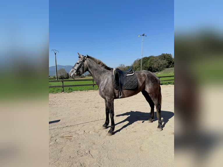 PRE Croisé Jument 5 Ans 165 cm Gris in Pins, Els (Banyoles)