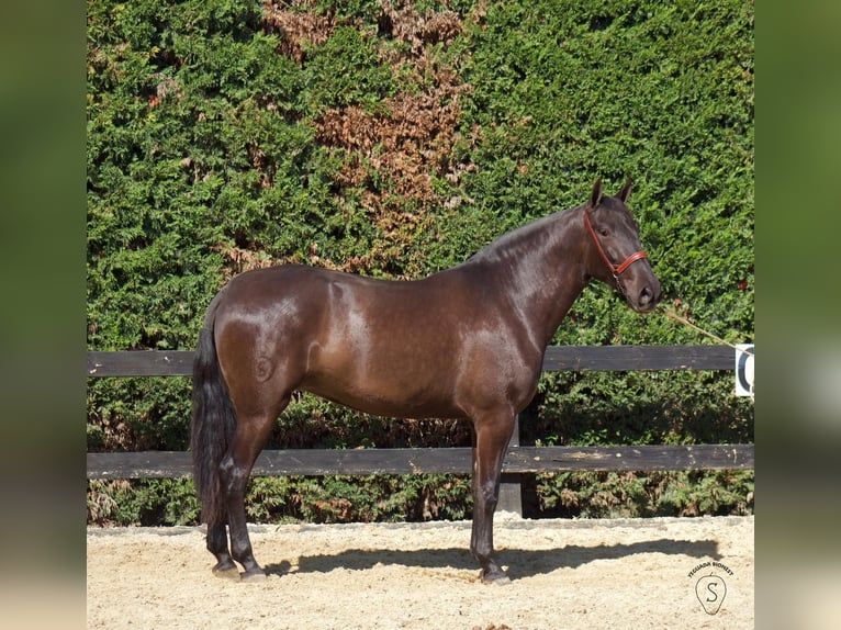 PRE Croisé Jument 5 Ans 165 cm Noir in Almonte