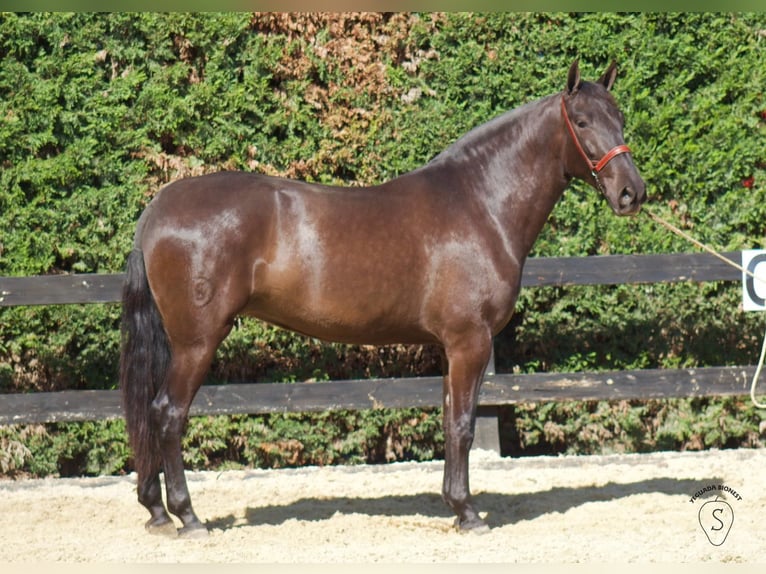 PRE Croisé Jument 5 Ans 165 cm Noir in Almonte