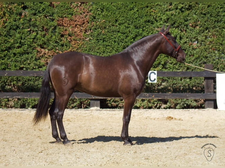 PRE Croisé Jument 5 Ans 165 cm Noir in Almonte