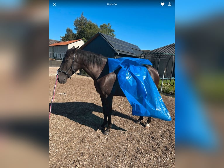 PRE Jument 5 Ans 165 cm Noir in Ostenfeld (Husum)