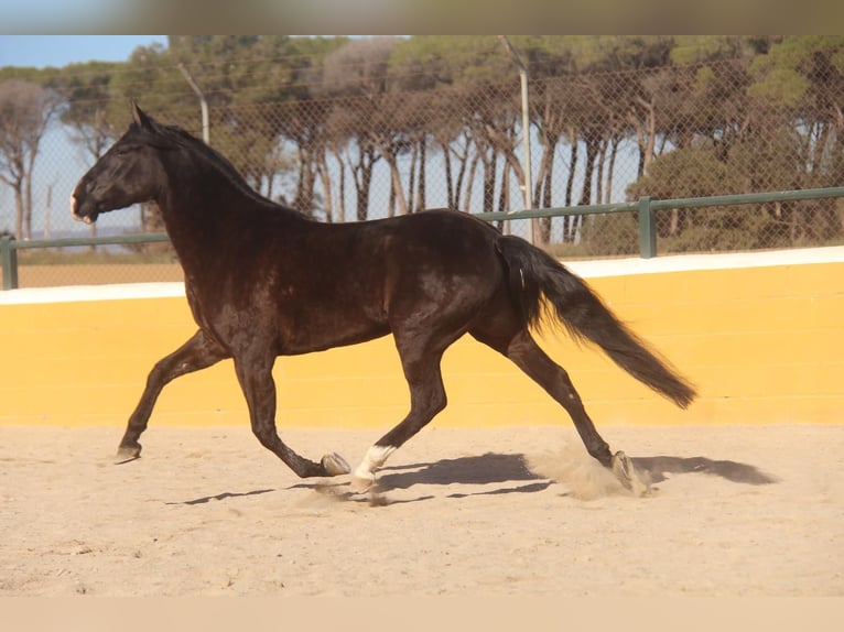 PRE Croisé Jument 5 Ans 166 cm Bai brun in Hamburg