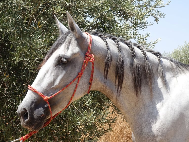 PRE Croisé Jument 5 Ans 166 cm Gris in Sevilla