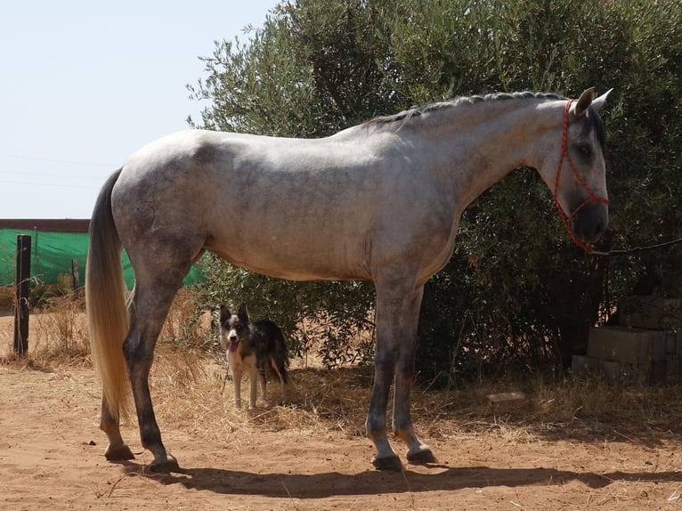 PRE Croisé Jument 5 Ans 166 cm Gris in Sevilla
