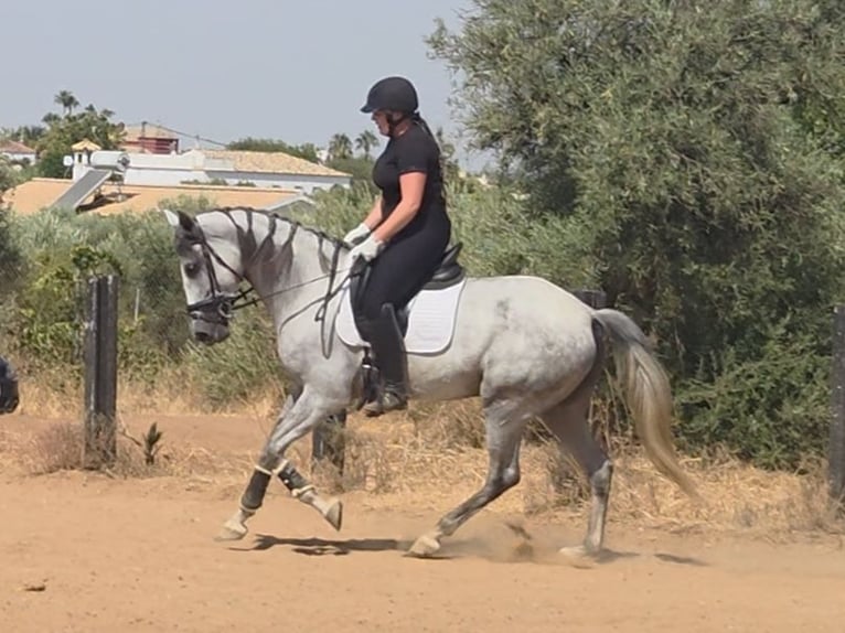 PRE Croisé Jument 5 Ans 166 cm Gris in Sevilla