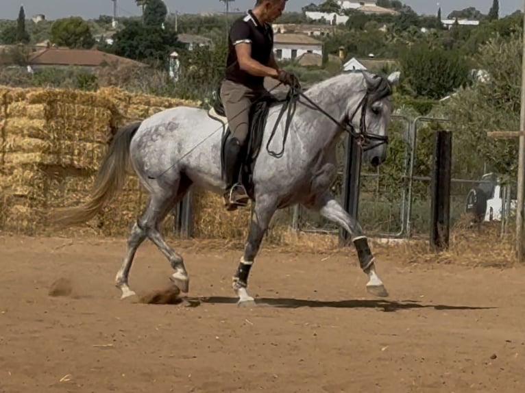 PRE Croisé Jument 5 Ans 166 cm Gris in Sevilla