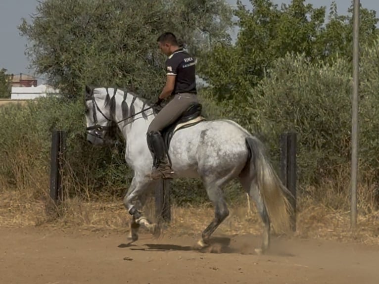 PRE Croisé Jument 5 Ans 166 cm Gris in Sevilla