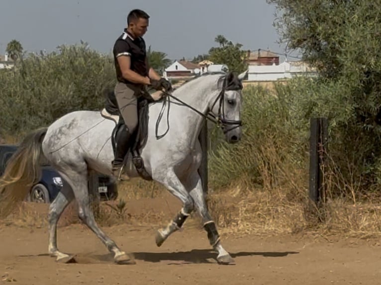 PRE Croisé Jument 5 Ans 166 cm Gris in Sevilla