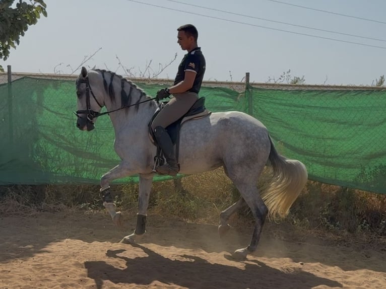PRE Croisé Jument 5 Ans 166 cm Gris in Sevilla