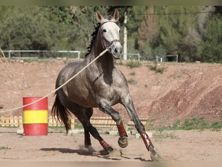 PRE Croisé Jument 5 Ans 166 cm Rouan bleu in Valencia