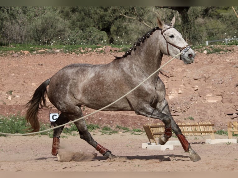 PRE Croisé Jument 5 Ans 166 cm Rouan bleu in Valencia