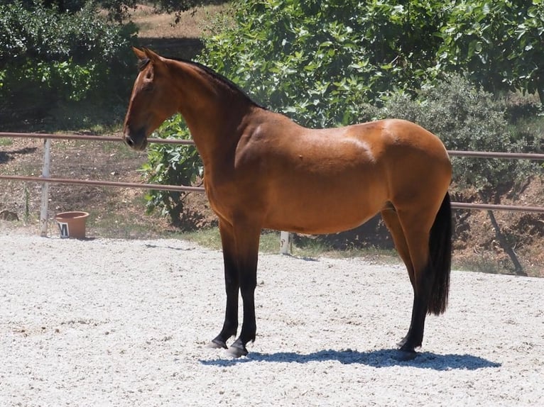 PRE Croisé Jument 5 Ans 167 cm Bai cerise in NAVAS DEL MADRONO