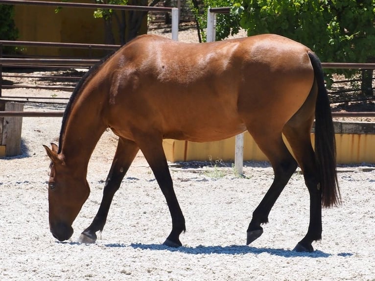 PRE Croisé Jument 5 Ans 167 cm Bai cerise in NAVAS DEL MADRONO