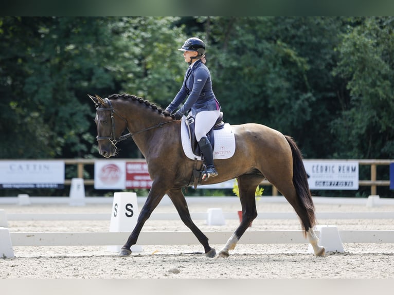 PRE Croisé Jument 5 Ans 167 cm in bouzonville