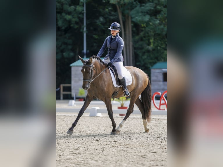 PRE Croisé Jument 5 Ans 167 cm in bouzonville