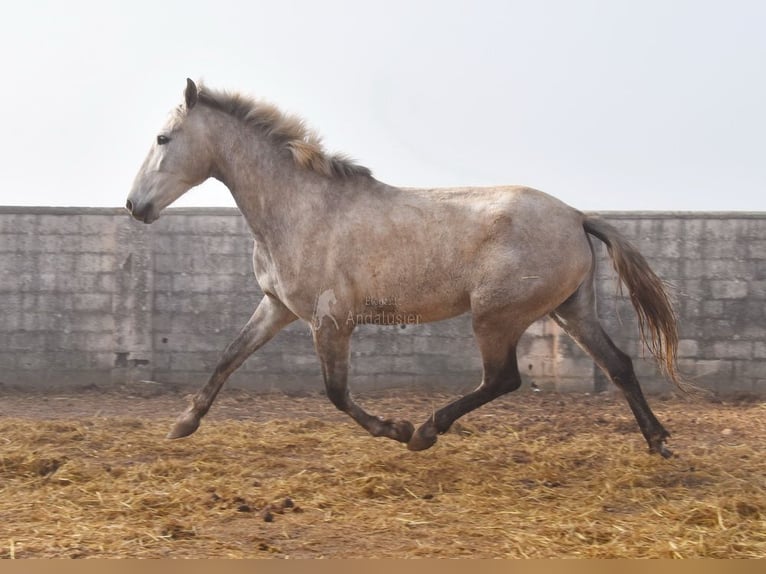 PRE Jument 5 Ans 167 cm Gris in Provinz Malaga