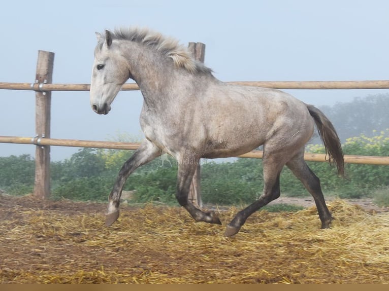 PRE Jument 5 Ans 167 cm Gris in Provinz Malaga