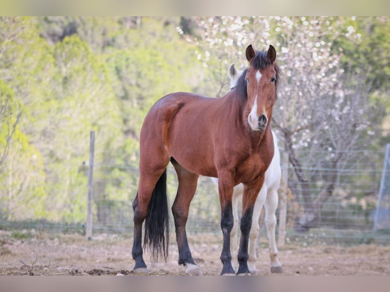 PRE Jument 5 Ans 168 cm Bai brun in Alcoi/Alcoy