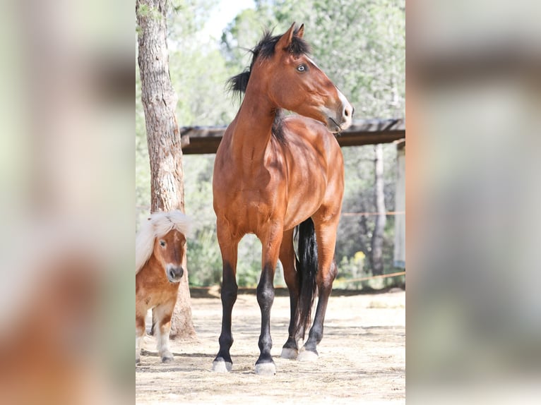 PRE Croisé Jument 5 Ans 168 cm Bai cerise in Alcoi/Alcoy