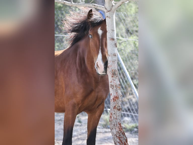 PRE Croisé Jument 5 Ans 168 cm Bai cerise in Alcoi/Alcoy