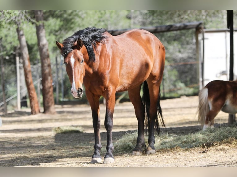 PRE Croisé Jument 5 Ans 168 cm Bai cerise in Alcoi/Alcoy