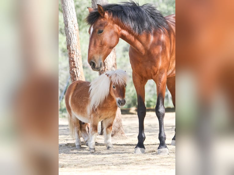 PRE Croisé Jument 5 Ans 168 cm Bai cerise in Alcoi/Alcoy