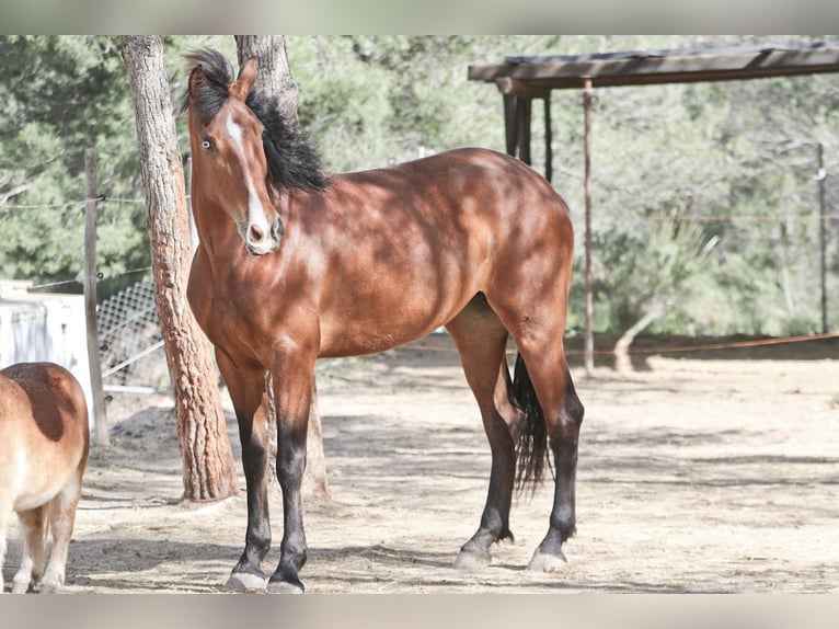PRE Croisé Jument 5 Ans 168 cm Bai cerise in Alcoi/Alcoy