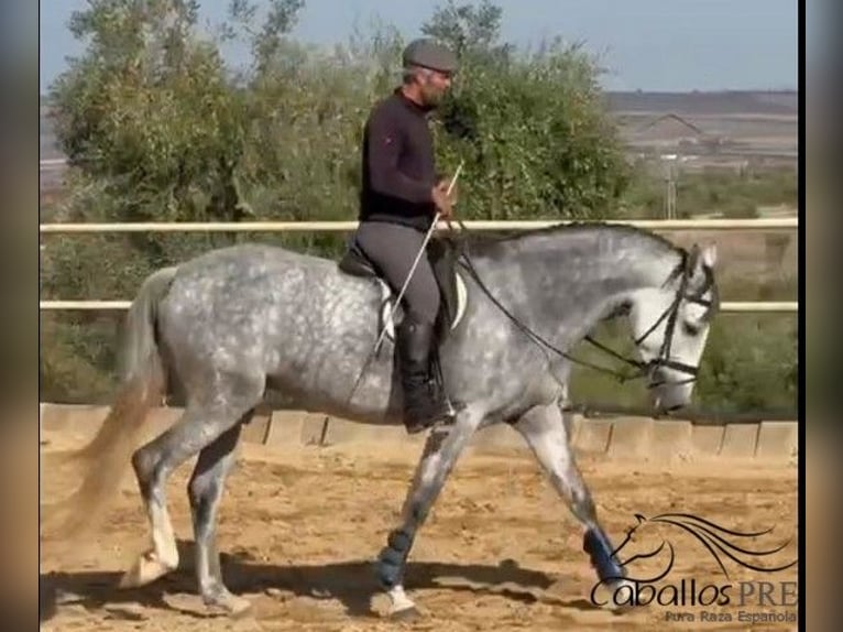 PRE Jument 5 Ans 168 cm in Merida