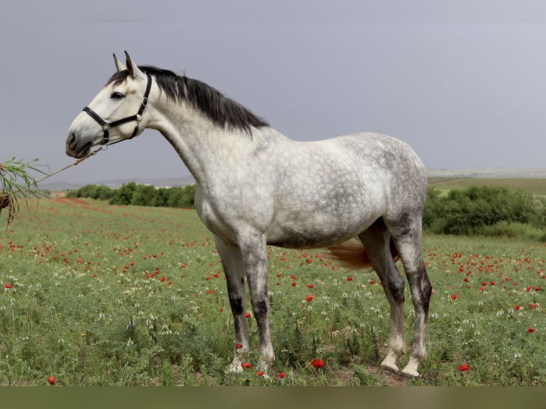 PRE Jument 5 Ans 168 cm Gris in Badajoz