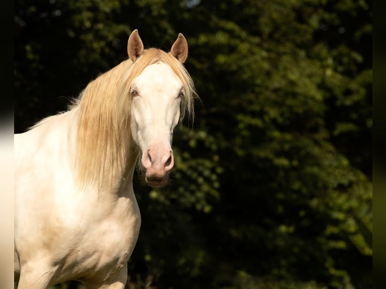 PRE Croisé Jument 5 Ans 168 cm Perlino in Feuchtwangen