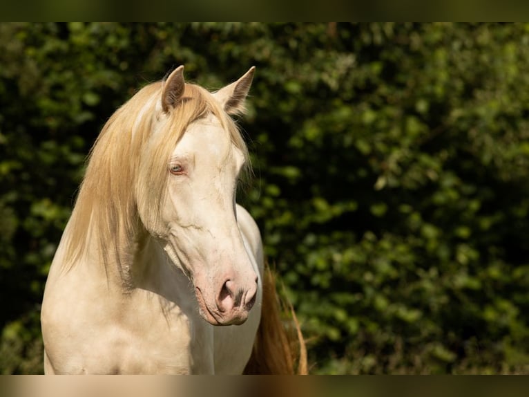 PRE Croisé Jument 5 Ans 168 cm Perlino in Feuchtwangen