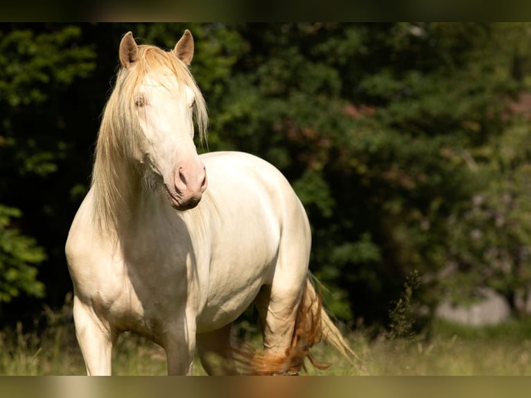 PRE Croisé Jument 5 Ans 168 cm Perlino in Feuchtwangen