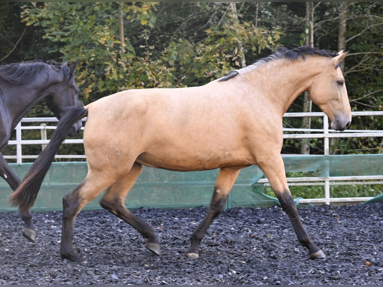 PRE Jument 5 Ans 169 cm Buckskin in Klettgau-Bühl