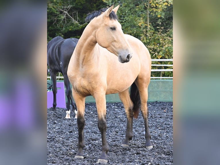 PRE Jument 5 Ans 169 cm Buckskin in Klettgau-Bühl