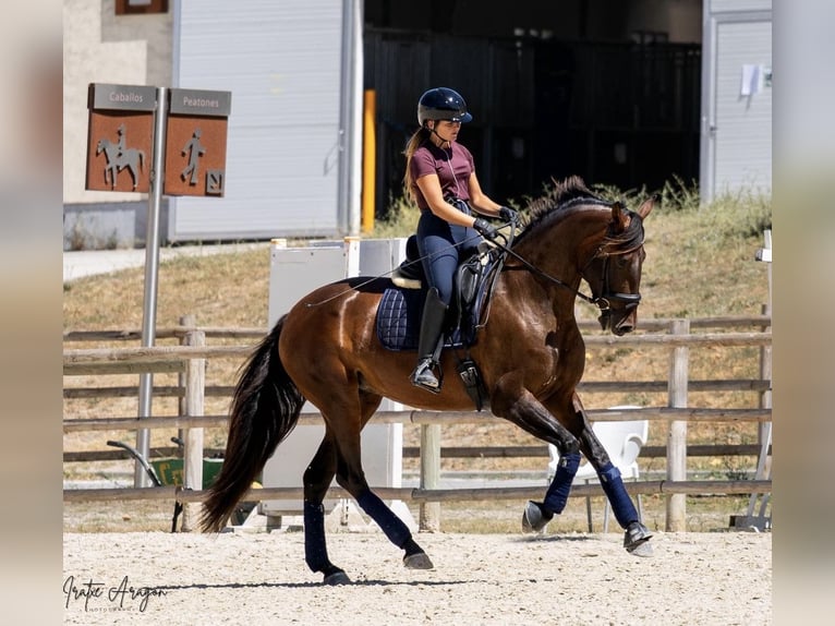 PRE Jument 5 Ans 170 cm Bai in Turís