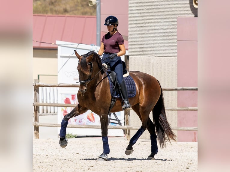 PRE Jument 5 Ans 170 cm Bai in Turís