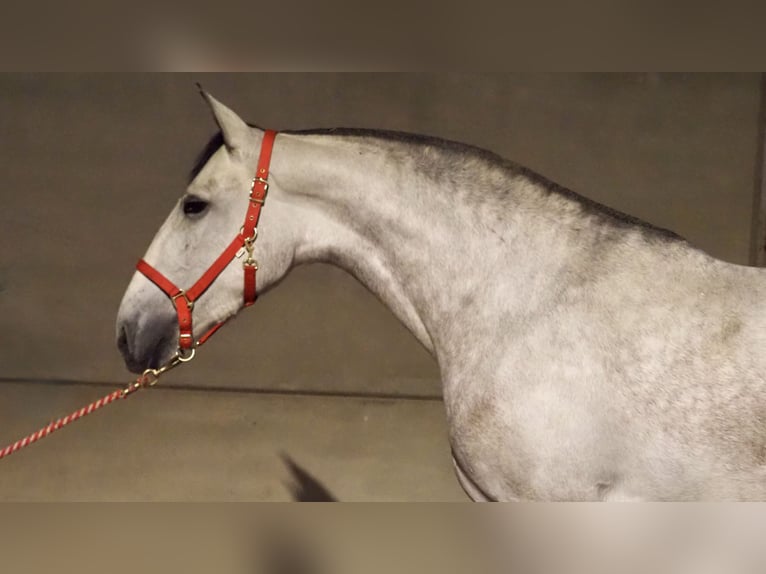 PRE Croisé Jument 5 Ans 170 cm Gris in NAVAS DEL MADRONO